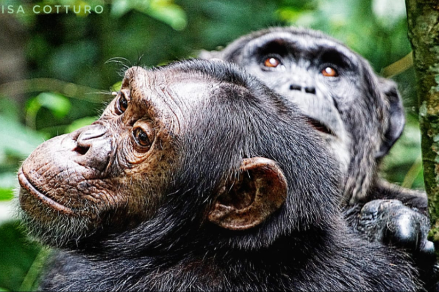 Chimpanzee in Kibale Forest National Park - ©Churchill Safaris