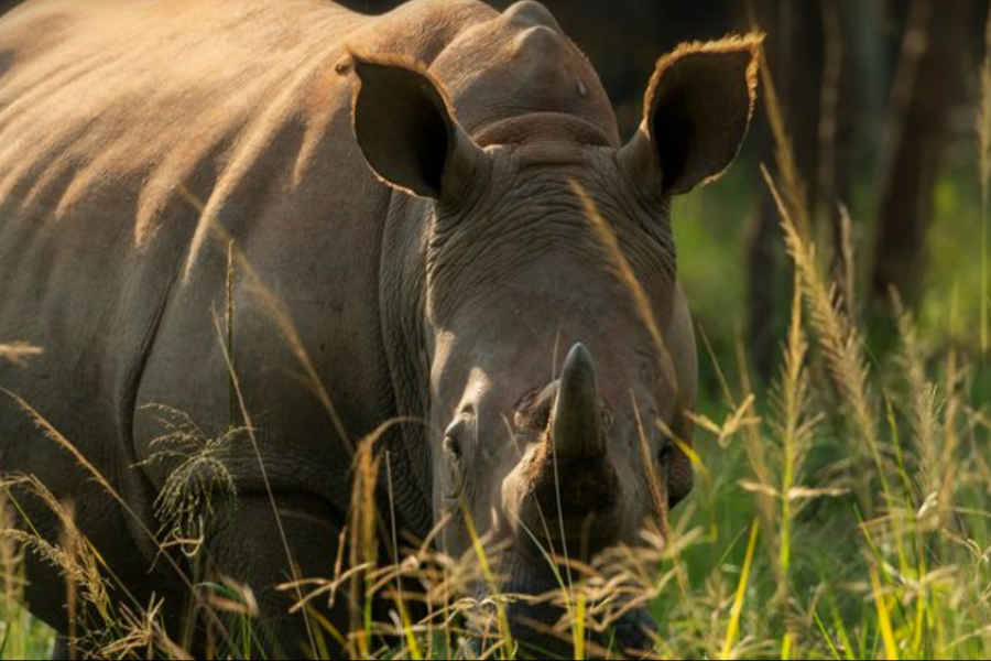 Rhino in Ziwa Rhino Sanctuary - ©Churchill Safaris