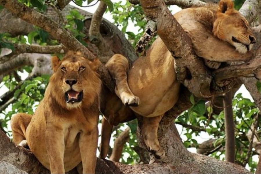 Tree Climbing Lions in Ishasha Sector Queen Elizabeth National Park - ©Churchill Safaris