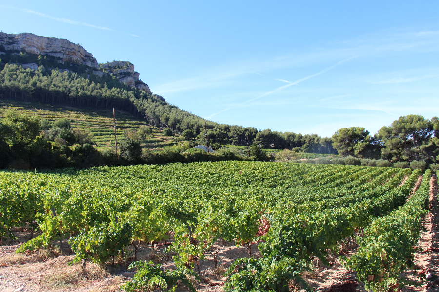 Le vignoble à Cassis - ©By Fontcreuse