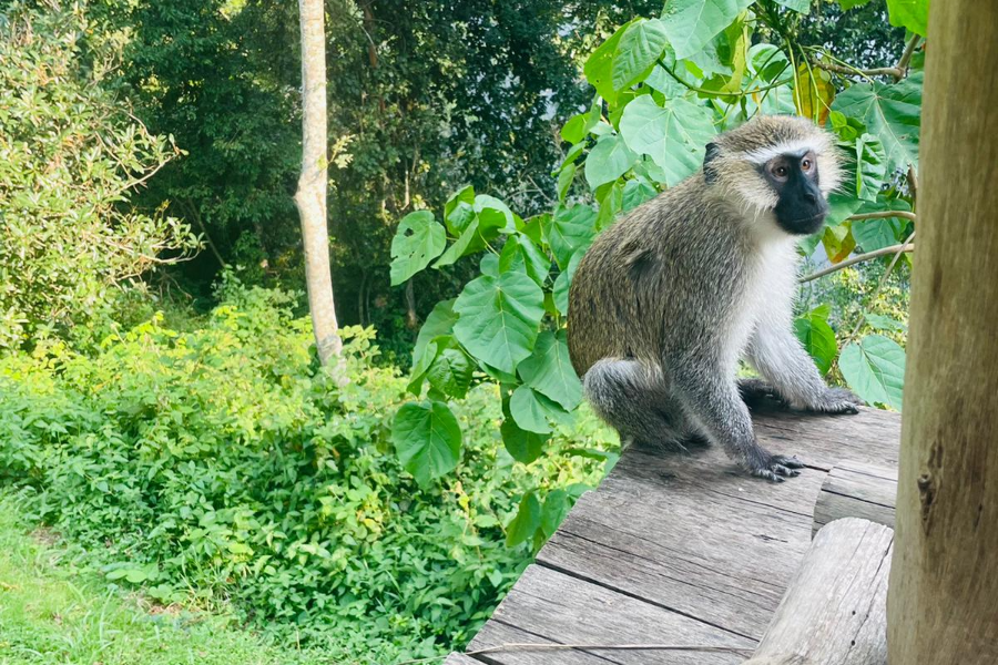 vervet monkey in the area - ©Lake nkuruba