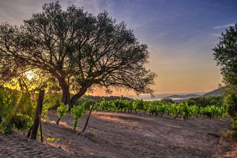 Vignes et oliviers - ©DOMAINE DE TORRACCIA