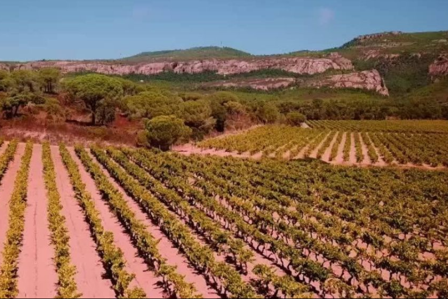 vignes - ©Vins de Provence