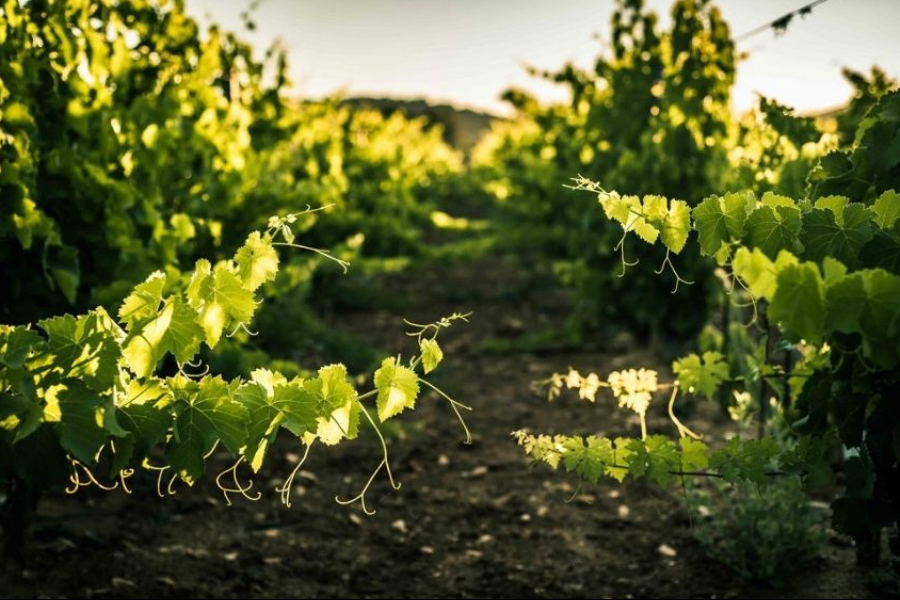Vignes de Provence - ©Vins de Provence