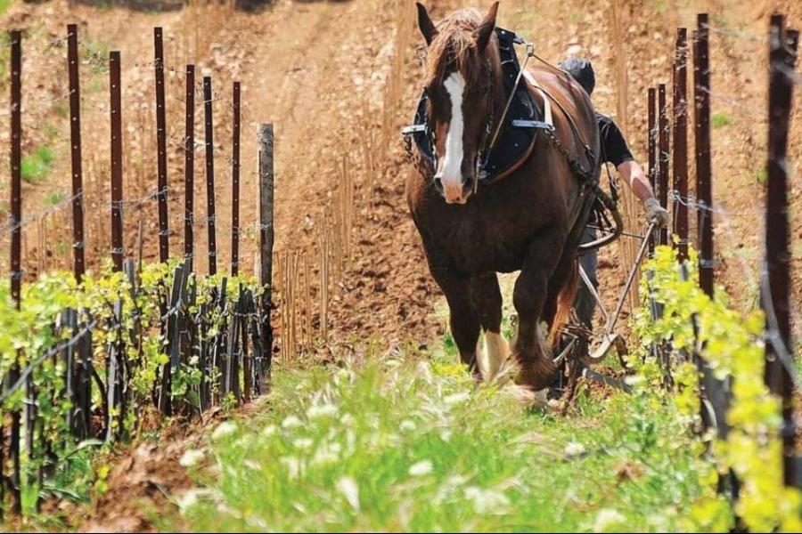 Vins de la provence à cheval - ©Vins de Provence