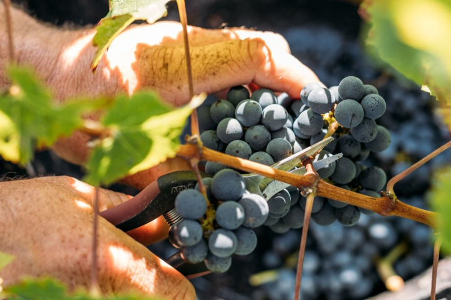 CHÂTEAU SOCIANDO-MALLET