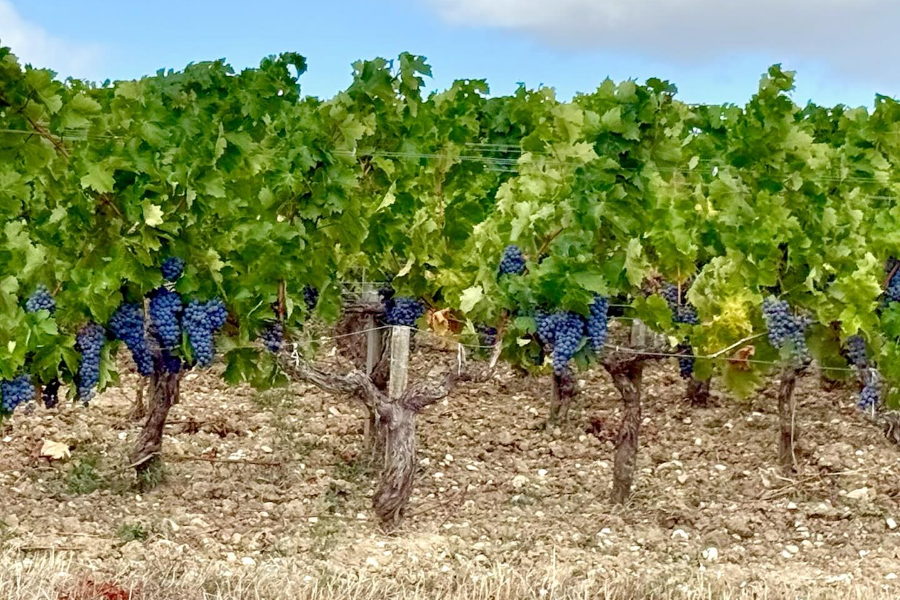 CHÂTEAU SOCIANDO-MALLET