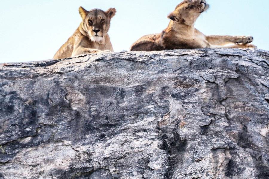 Lionnes Serengeti - ©SERENGETI BIG CATS SAFARIS