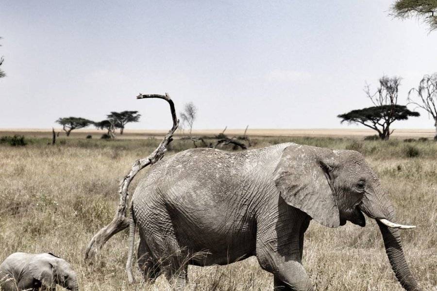 Safari au Serengeti - ©SERENGETI BIG CATS SAFARIS