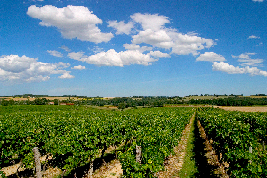Vignes Armagnac Delord Lannepax
