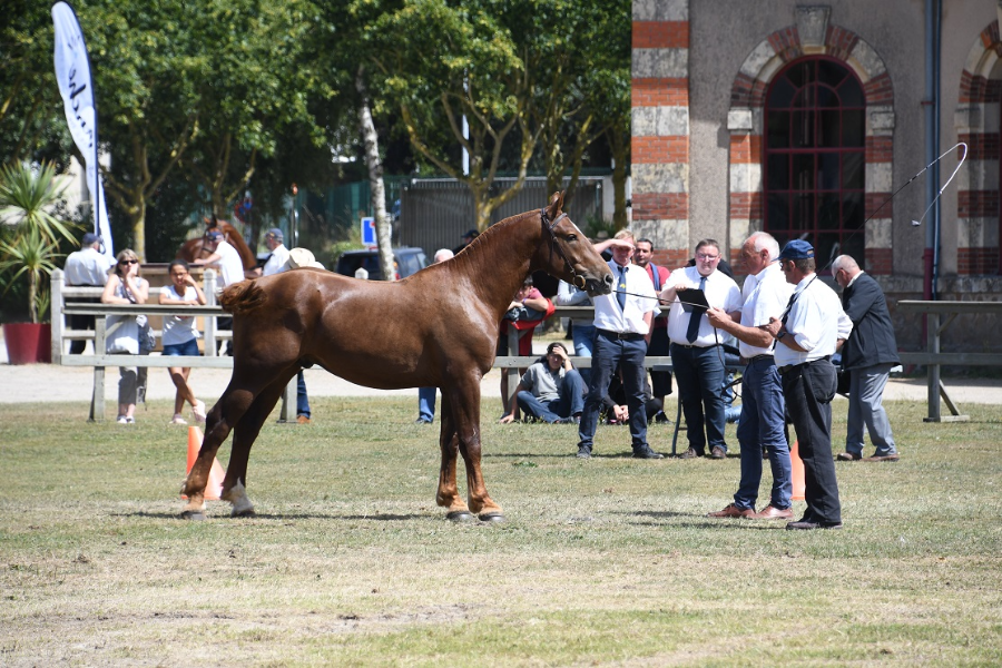 Concours d'élevage de chevaux Cob Normand - ©Pôle Hippique de Saint-Lô
