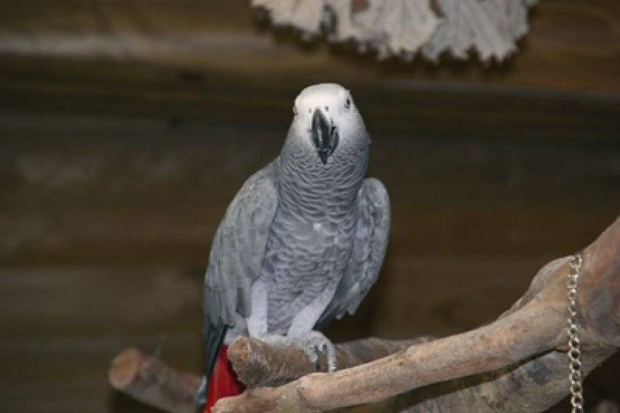 ZOO DE GUADELOUPE AU PARC DES MAMELLES Site naturel (avec horaires et-ou payant) Bouillante photo n° 47828