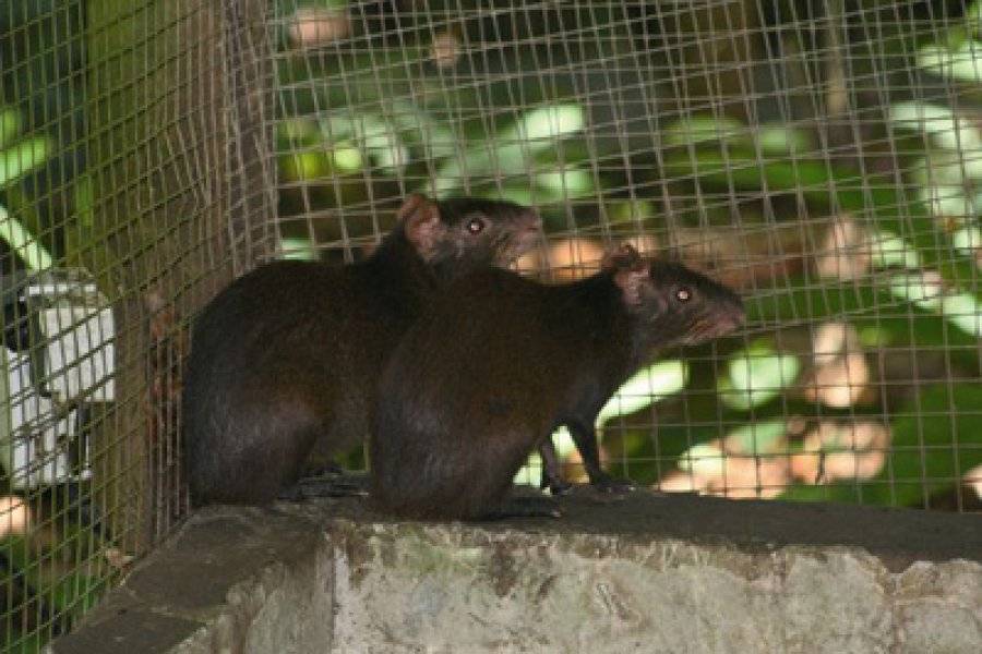 ZOO DE GUADELOUPE AU PARC DES MAMELLES Site naturel (avec horaires et-ou payant) Bouillante photo n° 47825