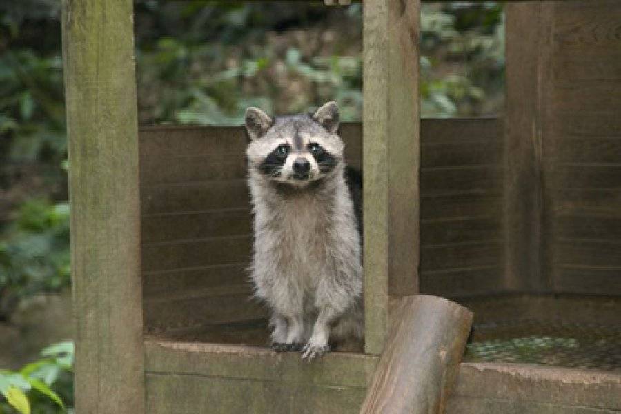 ZOO DE GUADELOUPE AU PARC DES MAMELLES