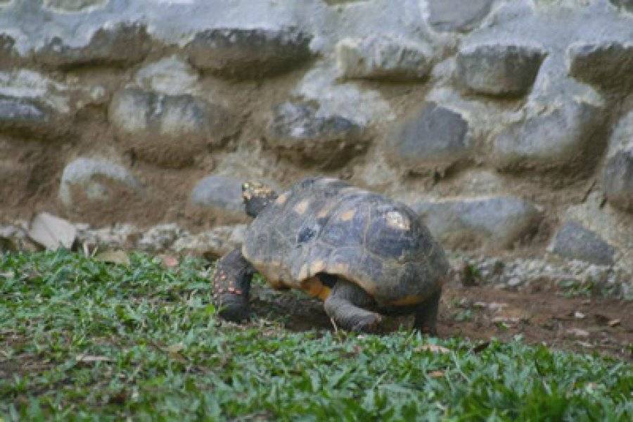 ZOO DE GUADELOUPE AU PARC DES MAMELLES Site naturel (avec horaires et-ou payant) Bouillante photo n° 47826