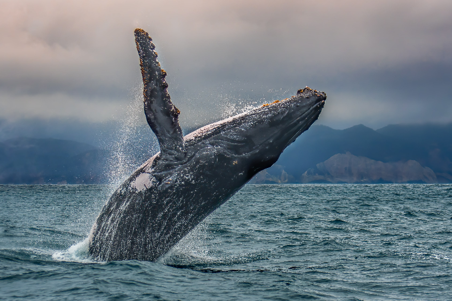 Baleine équateur - ©@terraecuador