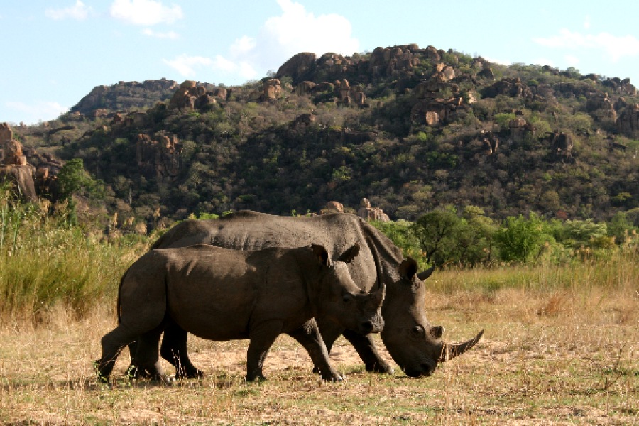Approche à pied des rhinocéros dans le parc de Matopos - ©N.Calonne