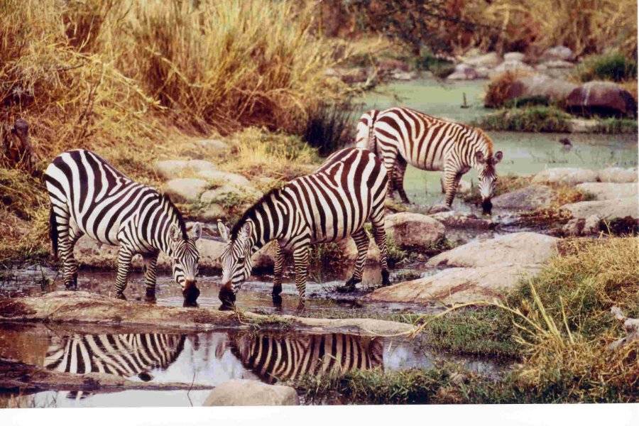 Zebres au Tarangire - ©WILD SPIRIT SAFARI