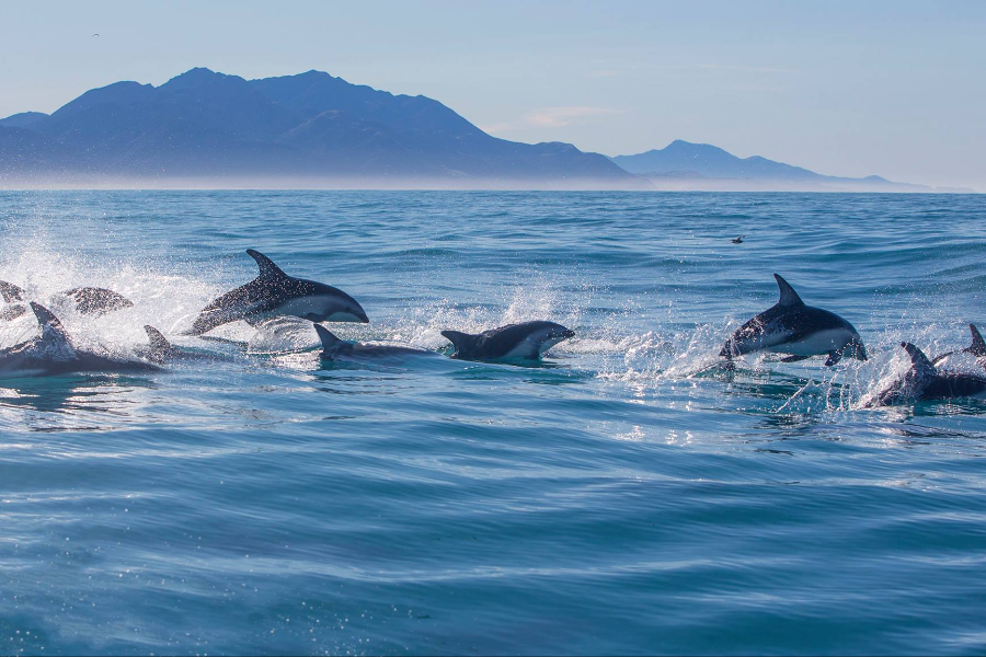 DOLPHIN ENCOUNTER