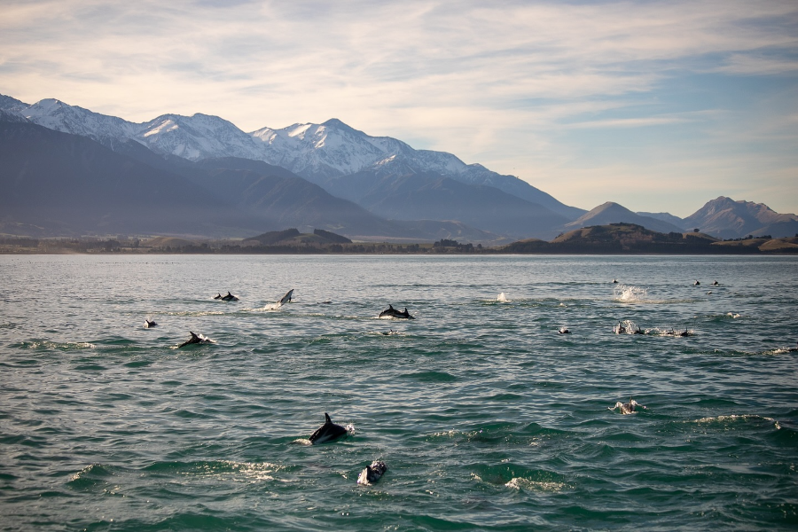 DOLPHIN ENCOUNTER