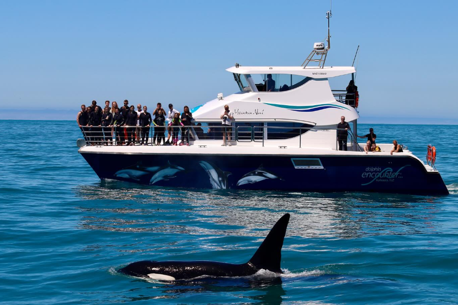 DOLPHIN ENCOUNTER