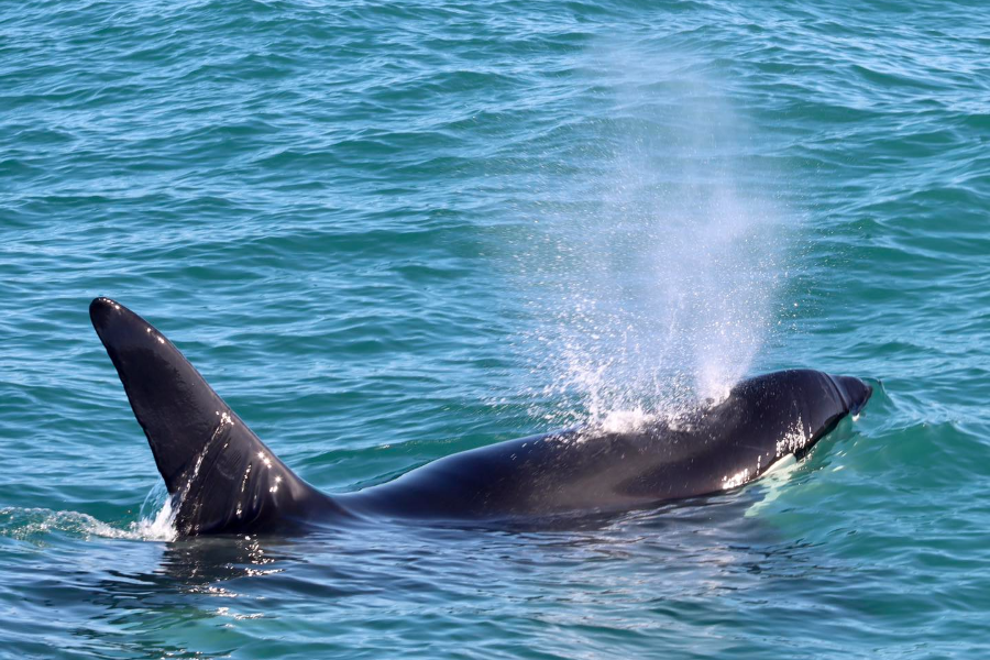 DOLPHIN ENCOUNTER