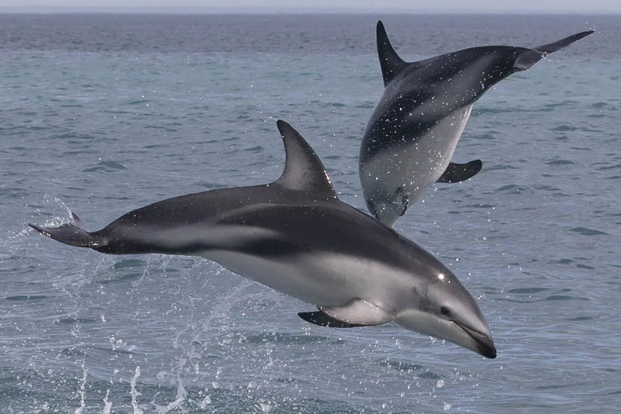 DOLPHIN ENCOUNTER