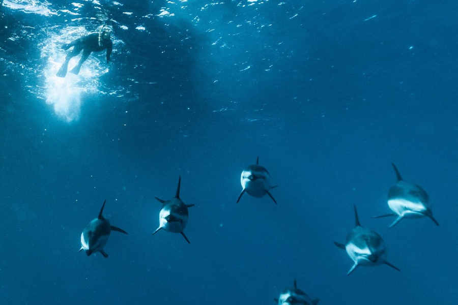 DOLPHIN ENCOUNTER