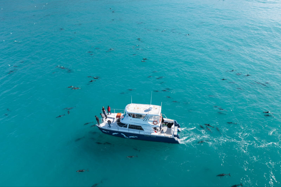 DOLPHIN ENCOUNTER