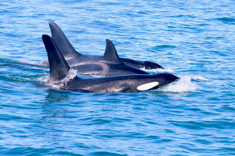 DOLPHIN ENCOUNTER