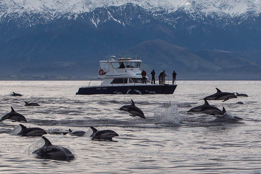 DOLPHIN ENCOUNTER