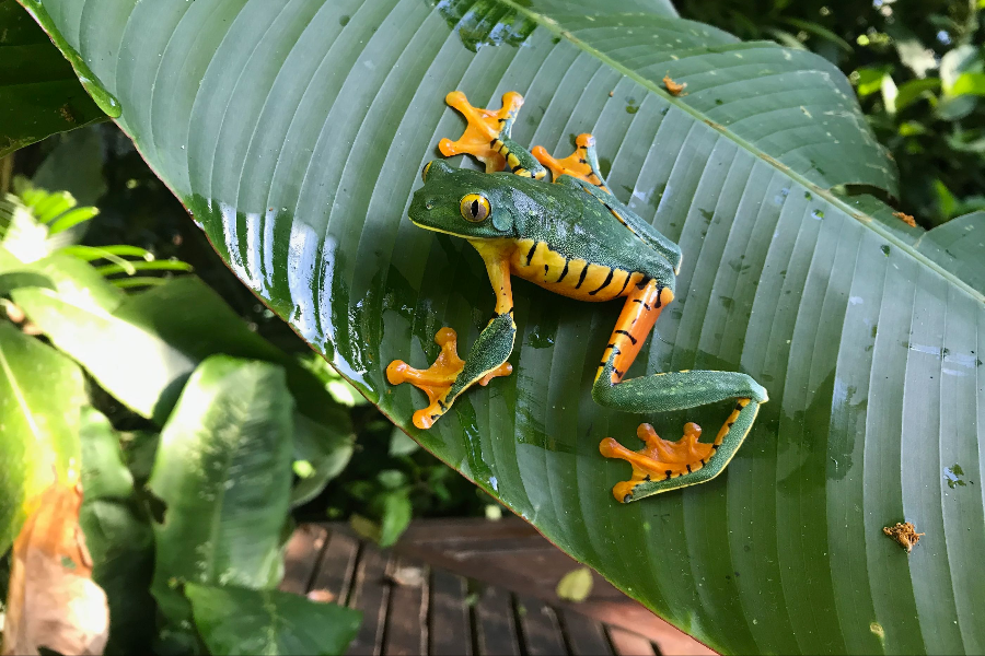 Granuille Sylvia (Cruziohyla sylviae) - ©La Kukula Lodge