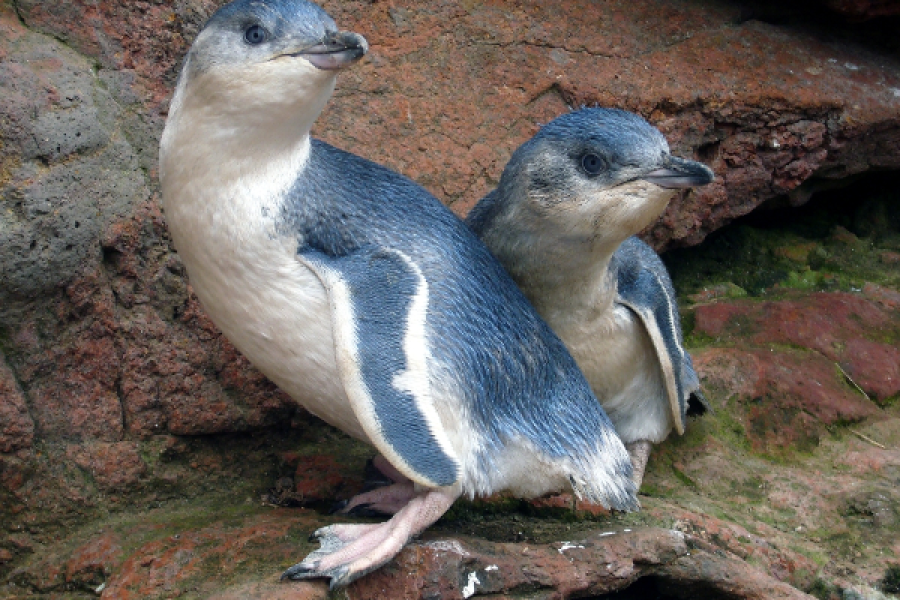 2 jeunes manchots pygmees repartent en mer - ©Pohatu penguins
