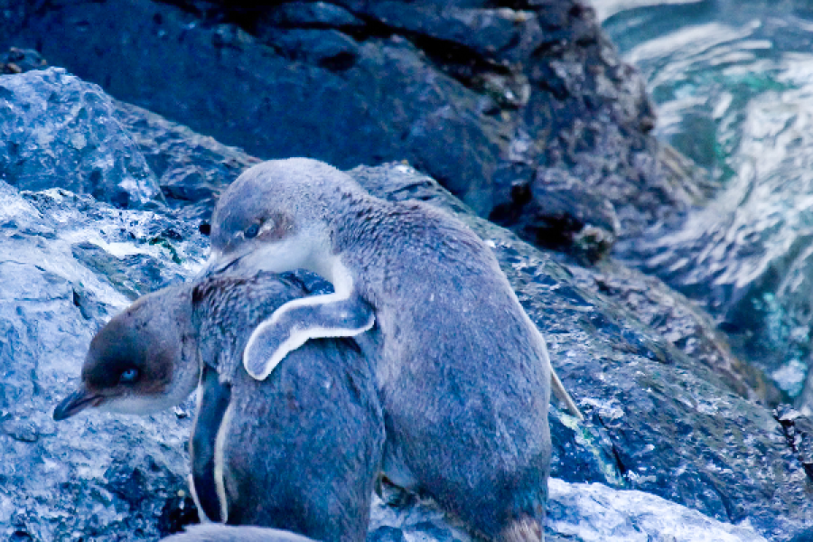 Besoin de reconfort? - ©Pohatu penguins