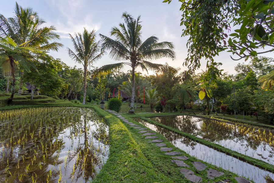Organic rice fields on resort's grounds - ©Prana Dewi Mountain Resort