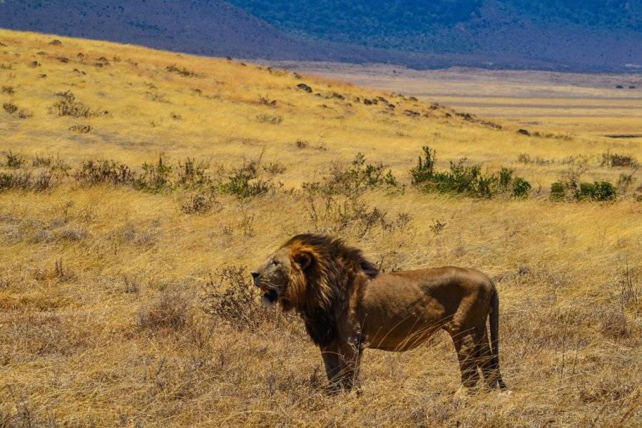 SAFARI DANS LE CRATÈRE DU NGORONGORO