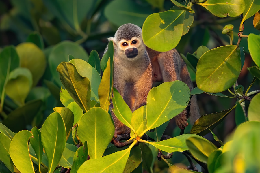 Sin - Guaviare - ©José Iván Cano Marín