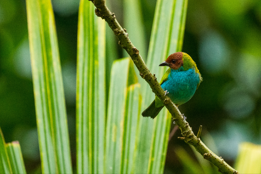 Reserva el Encanto - ©Mathieu Perrot-Bohringer