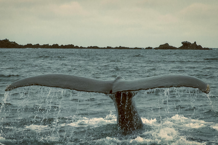 Observation des baleines