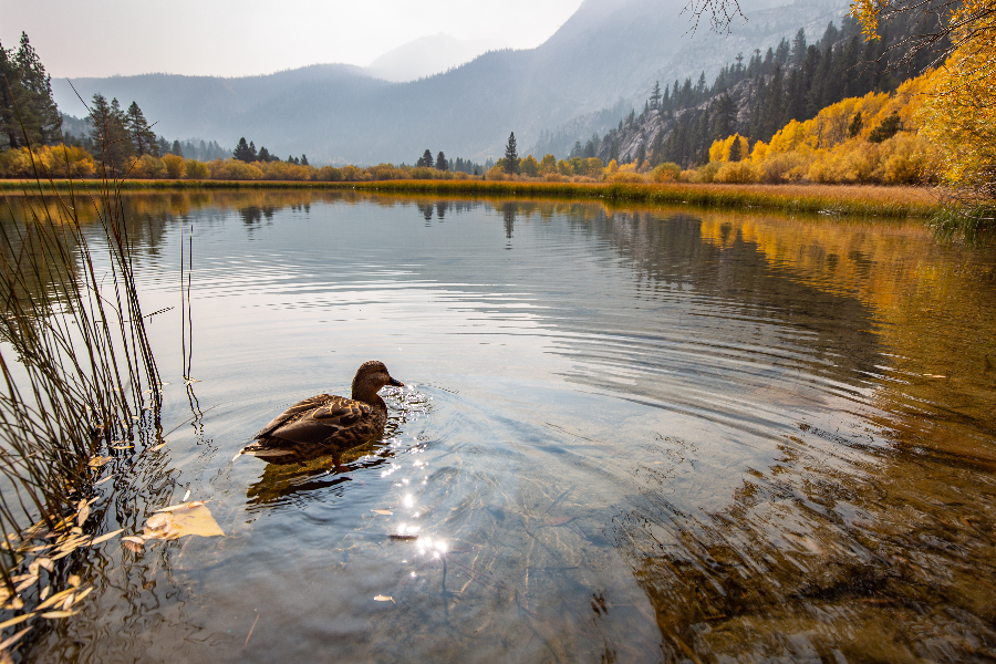 Duck, Water, Autumn - ©DR