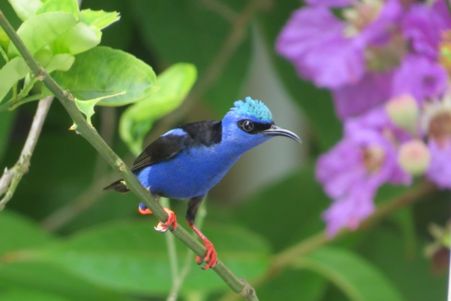 Panama compte 450 d'especes d oiseaux différentes : c'est un couloir de migration unique au monde. - ©Bernard Chemier / Nativa Tours