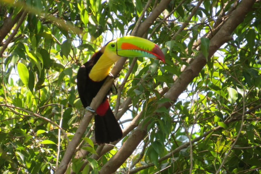 Toucan du Panama - ©Bernard Chemier / Nativa Tours