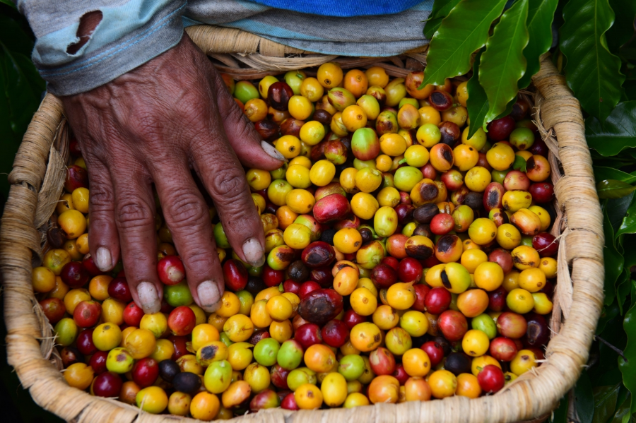 Plantations de café a Boquete - ©sbs