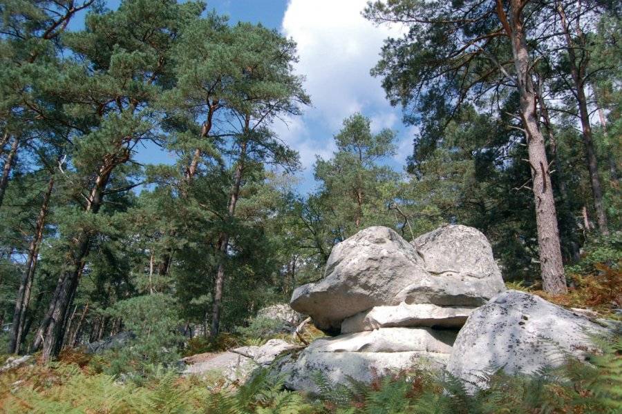 Anne GEOFFROY - F... - ©FONTAINEBLEAU FOREST