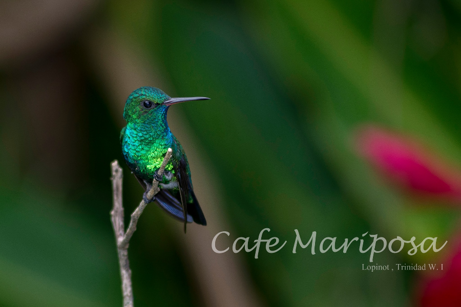 Blue Chinned Sapphire, Hummingbird. Resident at Cafe Mariposa - ©John de la Bastide