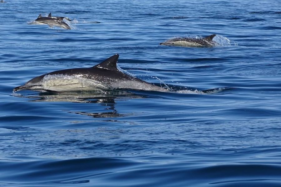Observation des dauphins - ©Formosamar