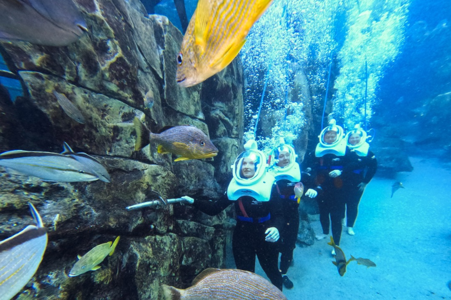 探索者之家（DISCOVERY COVE