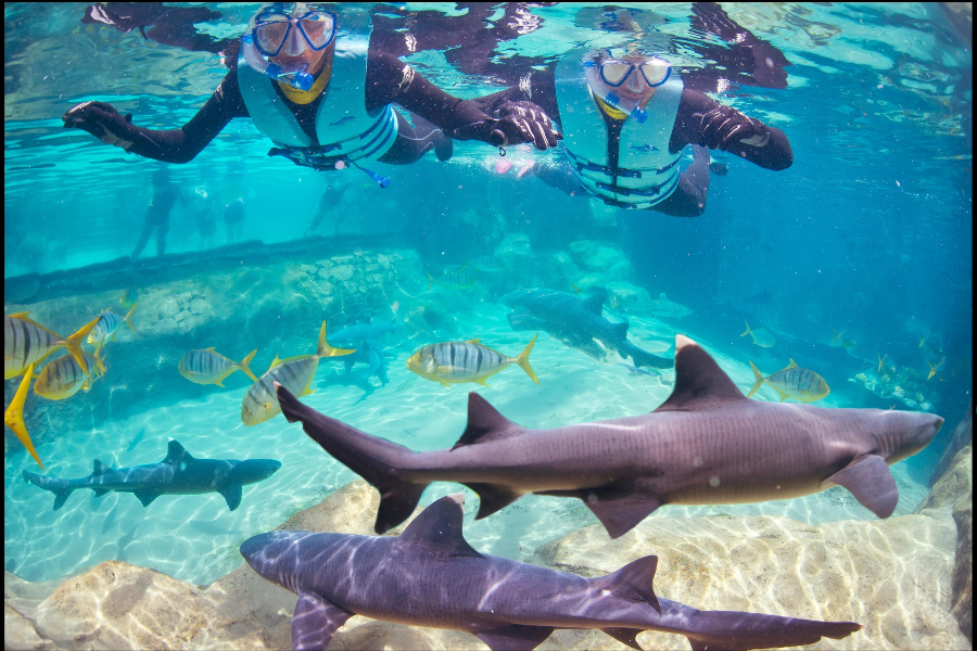 探索者之家（DISCOVERY COVE
