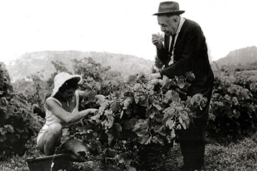 Emile Bodin dans ses vignes - ©Domaine Cassis Bodin