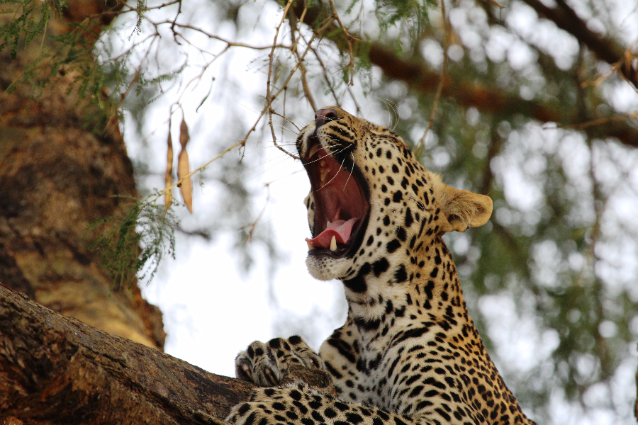 Tree climbing leopard in Queen Elizabeth National Park - ©Destination Jungle